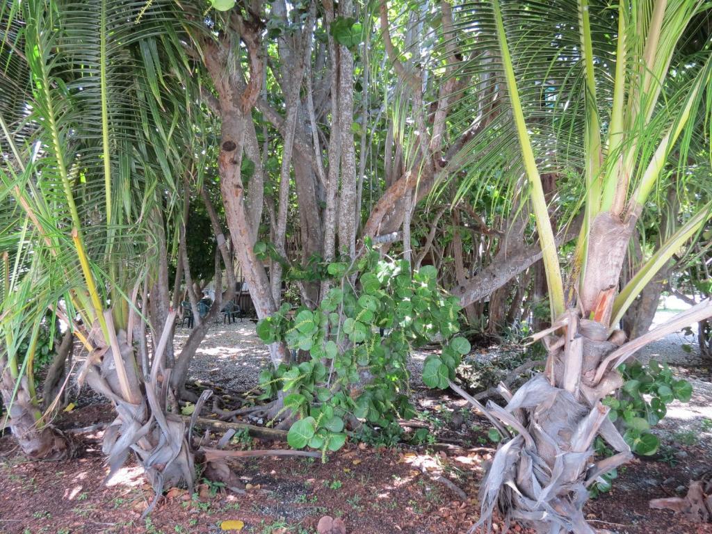 Ed & Ellen'S Lodgings Key Largo Motel Luaran gambar